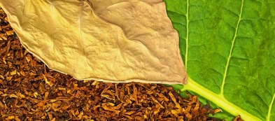 Tabacco: un'antica tradizione naturale nell'orto