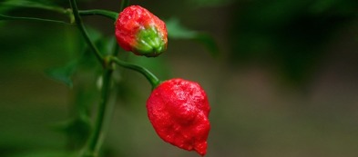 Trinidad Scorpion: come proteggerlo 'indoor'?