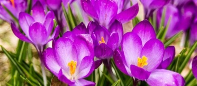 Crocus: dai miti dell'antica Grecia al vostro giardino