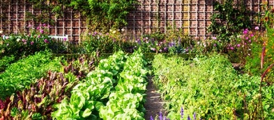 Luglio: cosa fare nell'orto