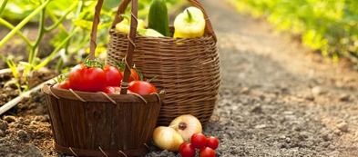 Cosa fare nell'orto in agosto: lavori e raccolto