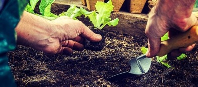 Cosa trapiantare nell'orto a settembre?