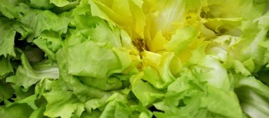 Indivia scarola: un'insalata ricca di proprietà