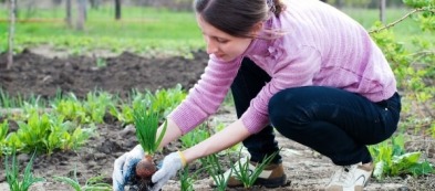 Cosa trapiantare nell'orto a novembre?