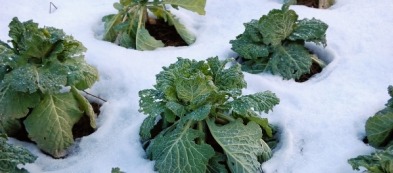 Cosa fare nell'orto a dicembre