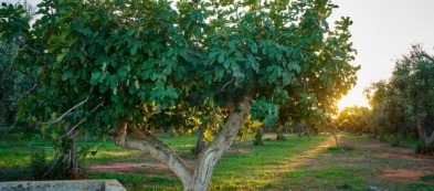 Cosa trapiantare nell'orto a dicembre