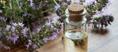 Timo, pianta dalle qualità digestive: ideale dopo i cenoni delle Feste