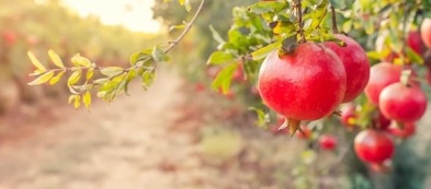 Come coltivare il melograno nel tuo orto