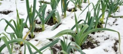 Cosa fare nell'orto a gennaio