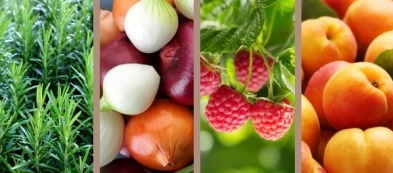 Cosa trapiantare nell'orto a gennaio