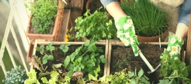 Cosa fare nell'orto a maggio: ecco i lavori del mese