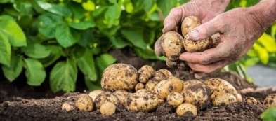Piantare patate: come realizzare una coltivazione produttiva