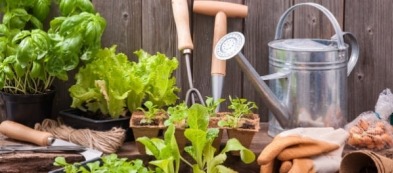 Cosa trapiantare nell'orto a maggio: ecco i trapianti del mese