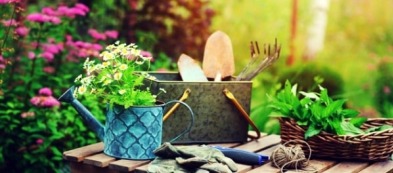 Cosa fare nell'orto a giugno: ecco i lavori del mese