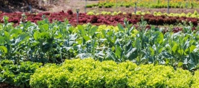 Cosa fare nell'orto a luglio: i lavori del mese