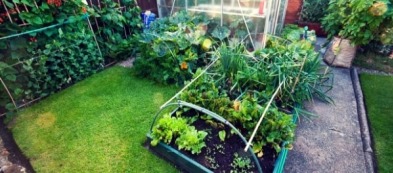 Cosa trapiantare nell'orto a luglio: i trapianti del mese