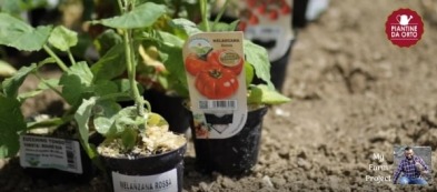 Video trapianto pomodori e fragole con My Farm Project