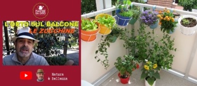 L'orto sul balcone di Piergiorgio: video trapianto delle zucchine