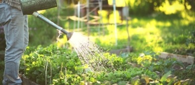 Cosa fare nell'orto ad agosto: i lavori del mese