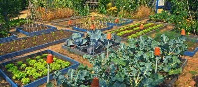 Cosa trapiantare nell'orto ad agosto: i trapianti del mese