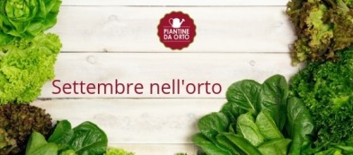 Cosa trapiantare nell'orto a settembre: i trapianti del mese