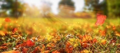 Cosa fare nell'orto a ottobre: i lavori del mese