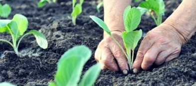 Cosa trapiantare nell'orto a ottobre: i trapianti del mese