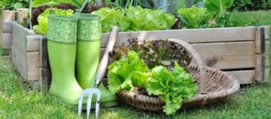 Cosa fare nell'orto a novembre: i lavori del mese