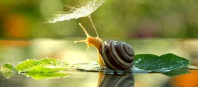 Come eliminare le lumache? Usa il caffe