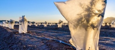 Cosa fare nell'orto a febbraio: i lavori del mese