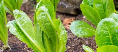 Cosa trapiantare nell'orto a febbraio: le piante del mese