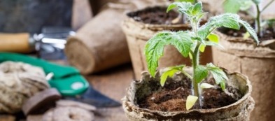 Cosa fare nell'orto a marzo: le operazioni del mese