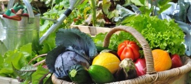 Prenota il tuo ordine: le piantine stanno crescendo