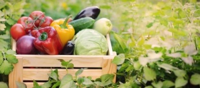 Cosa fare nell'orto a giugno: scopri il lavori del mese