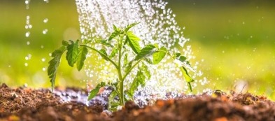 Cosa trapiantare nell'orto a giugno: scoprilo con noi