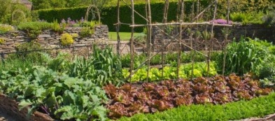 Cosa fare nell'orto a luglio: ecco i lavori del mese