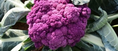 Cavolfiori viola, coltivazione e caratteristiche