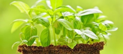 Come coltivare il basilico: alcuni consigli utili