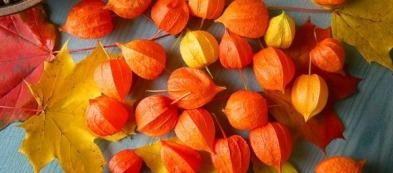 Alkekengi, la lanterna cinese per decorare i tuoi piatti e colorare il tuo orto