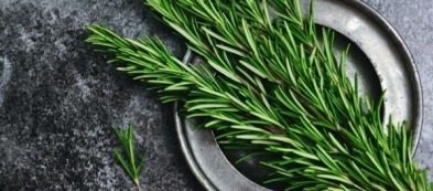 Rosmarino: il re delle erbe aromatiche mediterranee