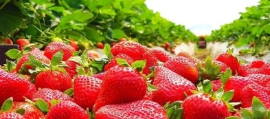 Campi di fragole per sempre: non sono i Beatles ma è il mio orto