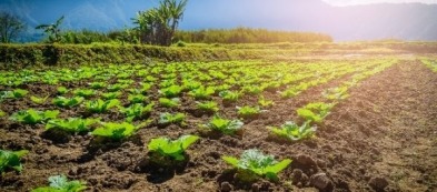 Cosa fare e trapiantare nell'orto a maggio: ecco la nostra guida