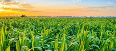 Mais, pop corn fatti in orto: il cinema me lo porto a casa