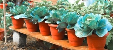 Orto un cavolo: io coltivo sul balcone