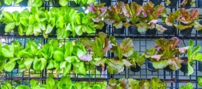 Orto verticale: cosa non deve assolutamente mancare