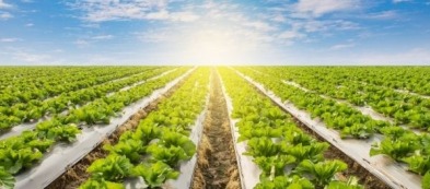 Lattughe: scopriamole tutte, dalla più croccante alla più morbida