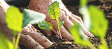 Cosa fare e trapiantare nell'orto ad agosto: i nostri consigli