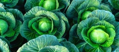 Cosa fare e trapiantare nell'orto a settembre: i nostri consigli