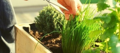 Erba Cipollina: sostituisci la vecchia aromatica con una nuova o diversa