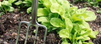 Cosa fare e trapiantare nell'orto in autunno: ecco i nostri consigli